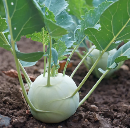 Kohlrabi Early White Vienna (3-pack)
