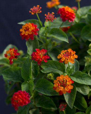 Lantana Shamrock Red (5" pot)