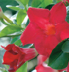 Mandevilla Dark Red (6" orange pot)