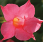 Mandevilla Pink (6" orange pot)
