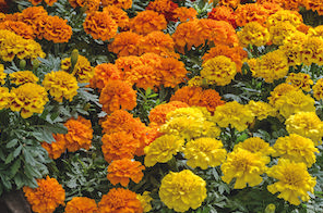 Marigold - Dwarf Super Hero Series Mix