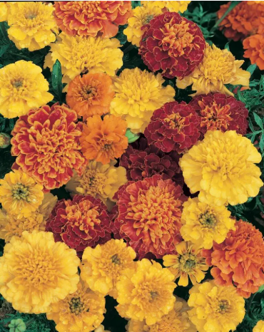 Marigold Janie Mix - DWARF (3-pack)