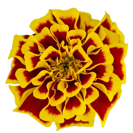 Marigold Mango Tango - DWARF (3-pack)