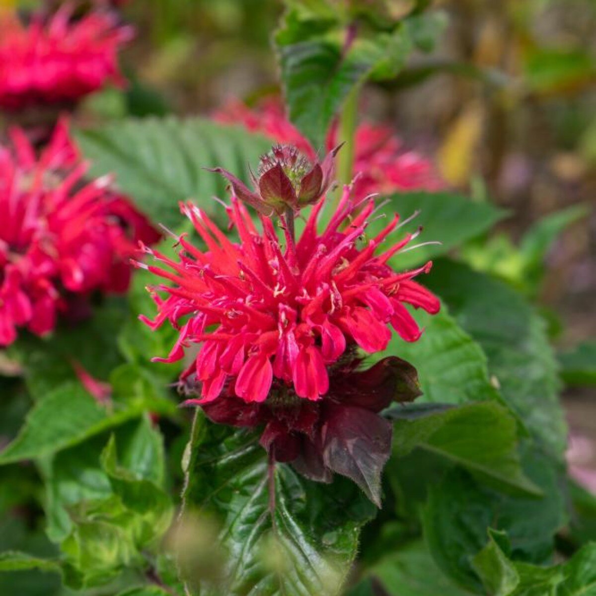 Monarda - Bee Happy PBR