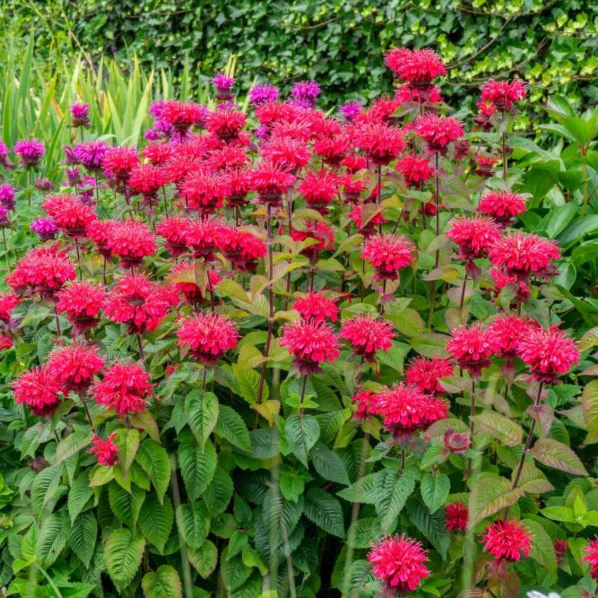 Monarda - Bee Happy PBR