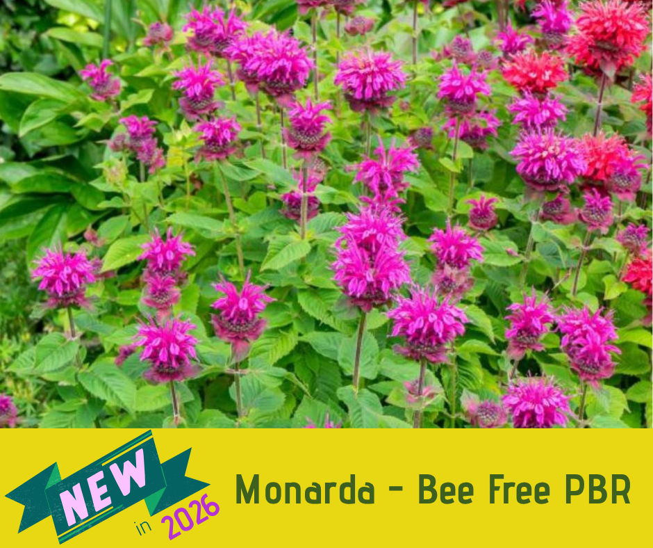 Monarda - Bee Free PBR