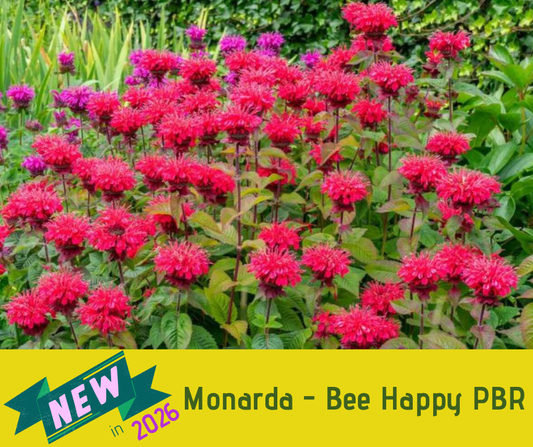 Monarda - Bee Happy PBR