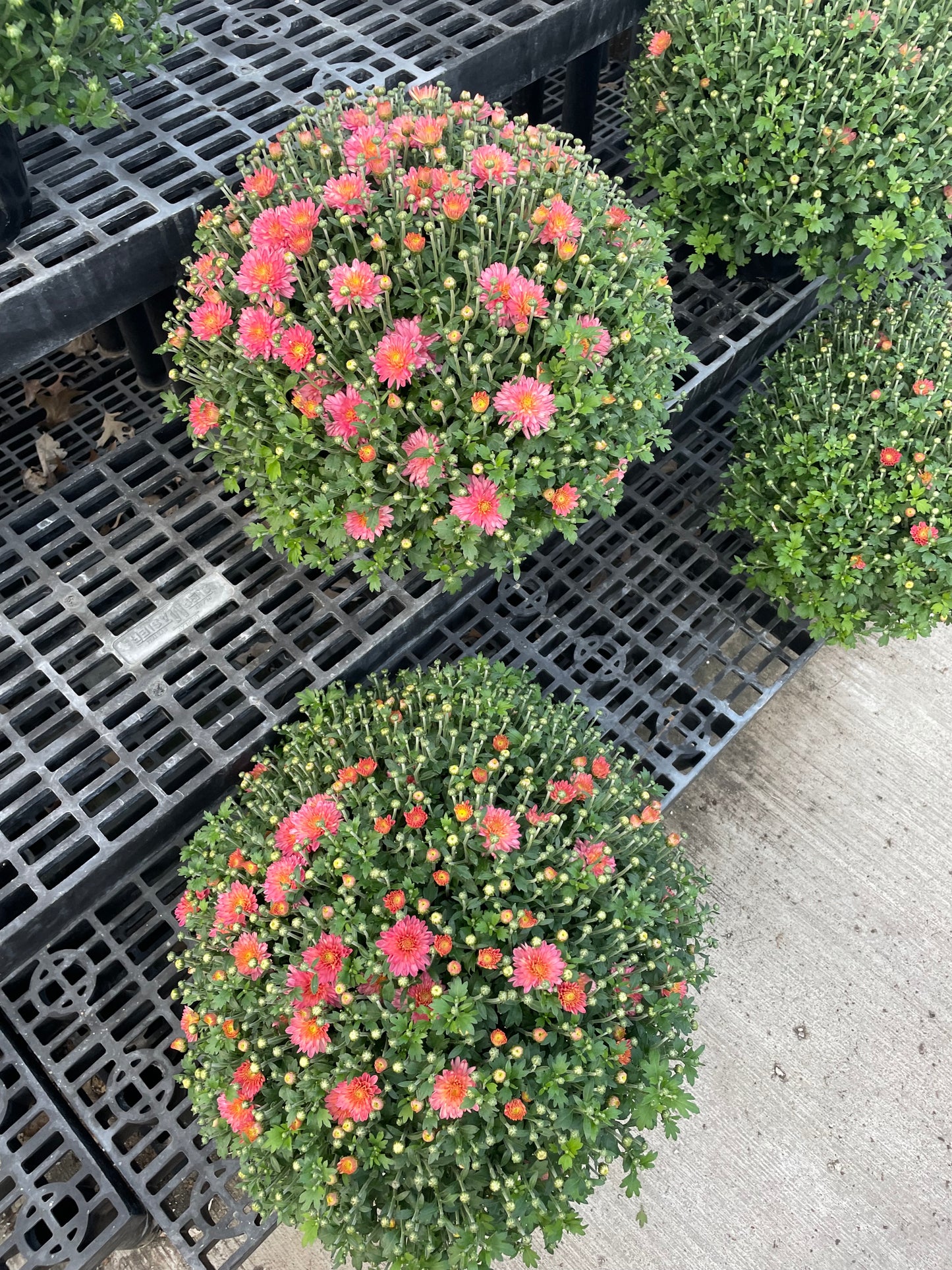 Pink 9" Mum