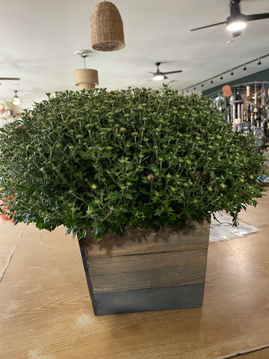 Outdoor Mum in Wooden Box