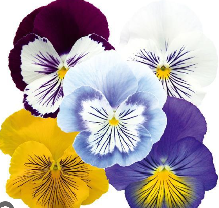 Pansy Cats Plus Mix (3.5" pot)