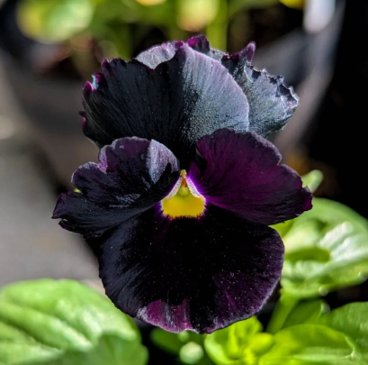 Pansy Halloween II