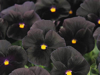 Pansy Halloween II