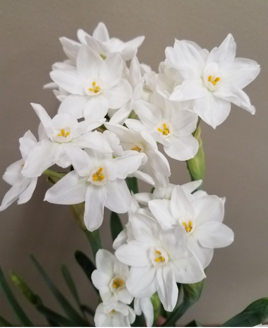 Narcissi Paperwhites Kit - Delft Blue