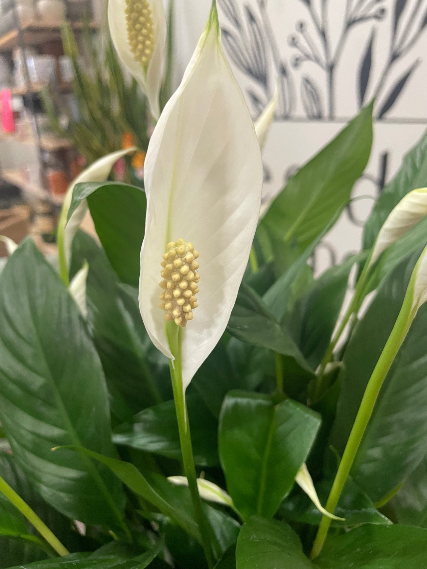6" Peace Lily