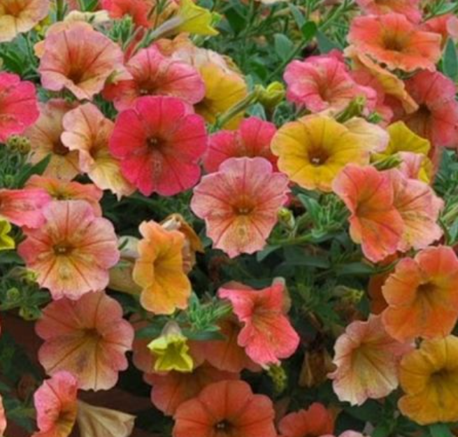 Petunia Cascadias Indian Summer (5" pot)