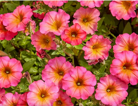 Petunia Mayan Sunset (5" pot)