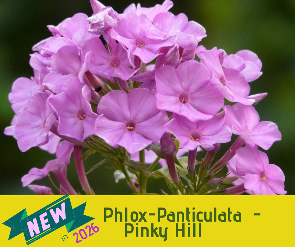 Phlox-Paniculata - Pinky Hill
