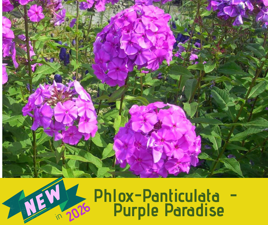 Phlox-Pantaculata - Purple Paradise