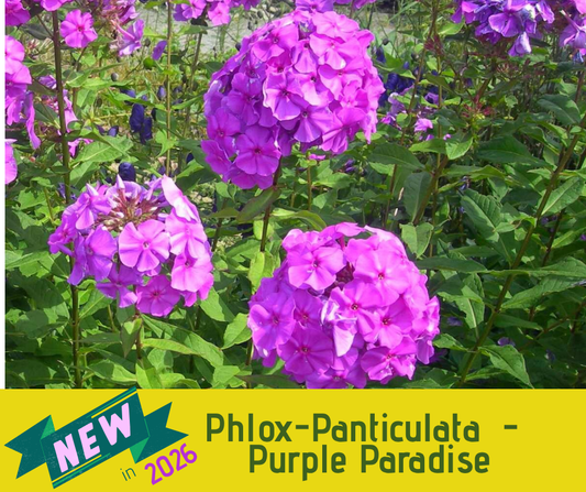 Phlox-Pantaculata - Purple Paradise