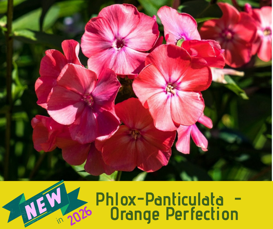 Phlox-Paniculata - Orange Perfection