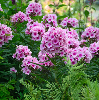 Phlox Paniculata Bright Eyes (6.5" tall pot)