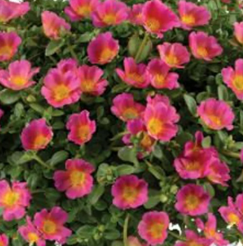 Portulaca (Purslane) Candy Pink (5" orange pot)
