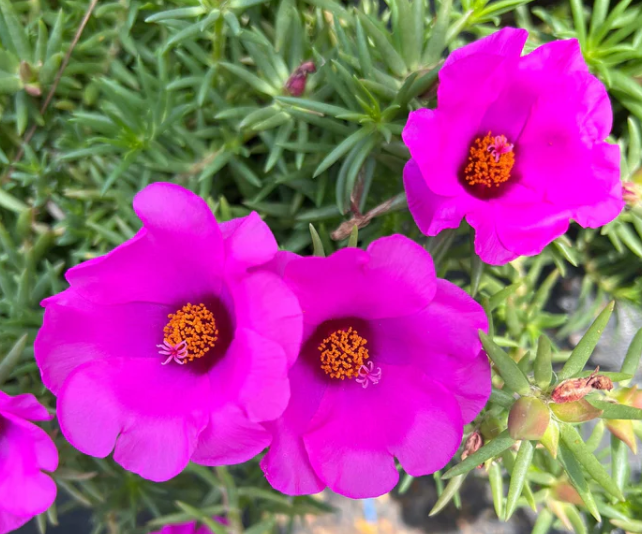 Portulaca (Purslane) Purple (5" orange pot)