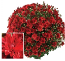 NEW! Red 9" Mum