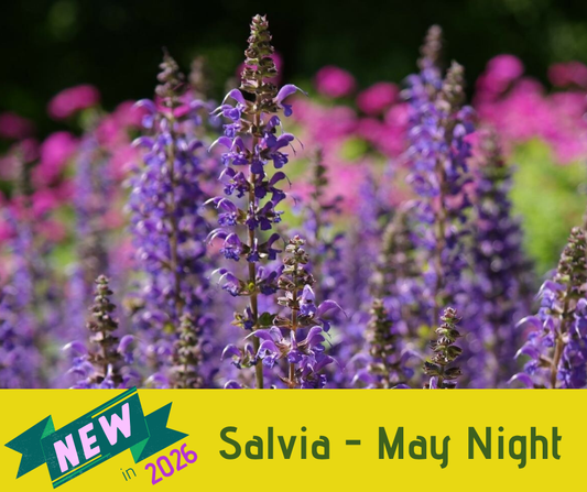 Salvia - May Night