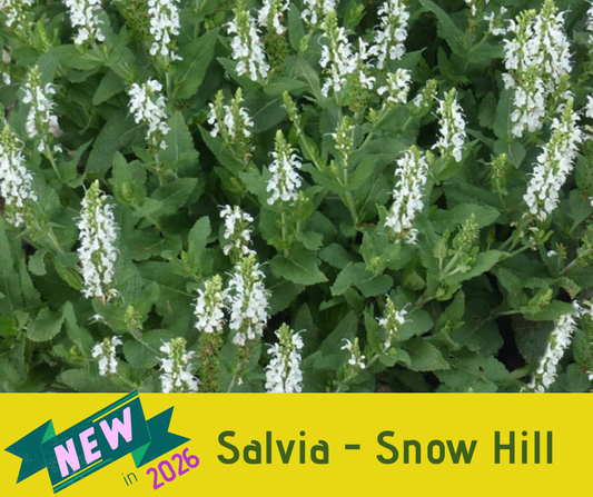 Salvia - Snow Hill