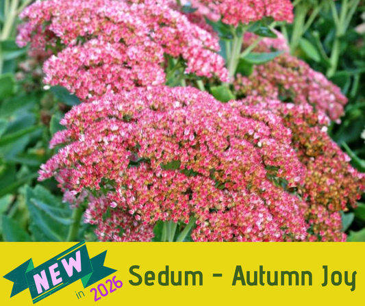 Sedum - Autumn Joy