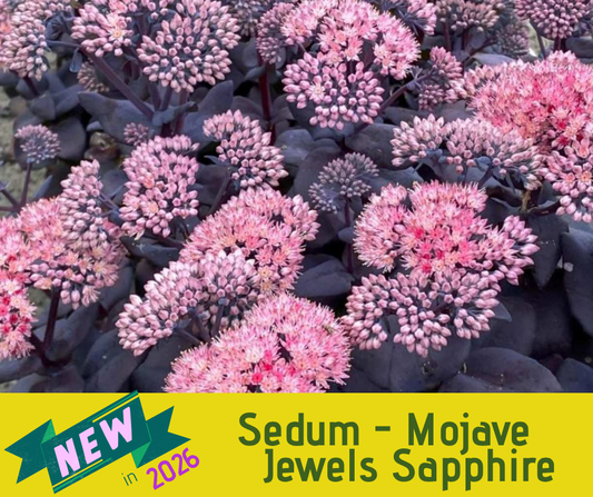 Sedum - Mojave Jewels Sapphire