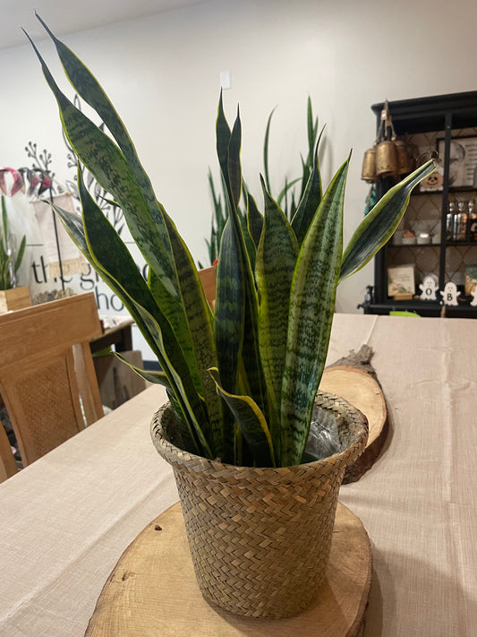 6" Snake Plant