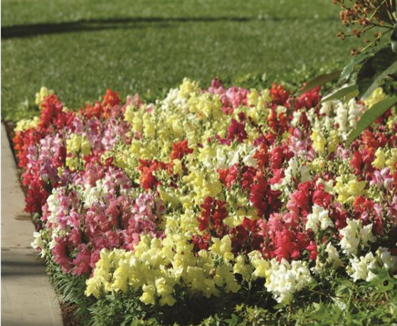 Snapdragon Snapshot Mix (3-pack)