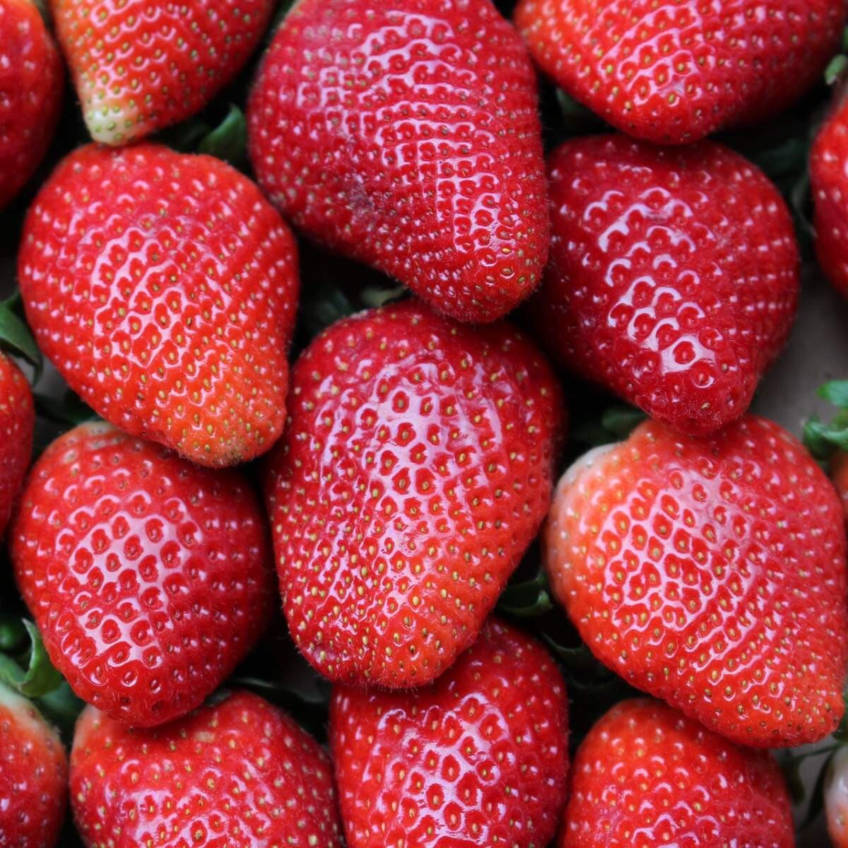 Strawberry - Everbearing Albion (6" green pot)