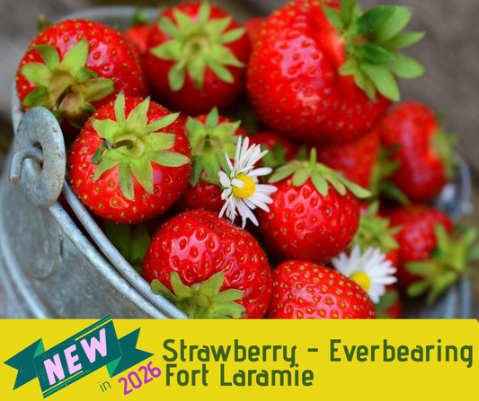 Strawberry - Everbearing Fort Laramie (3.5" pot)