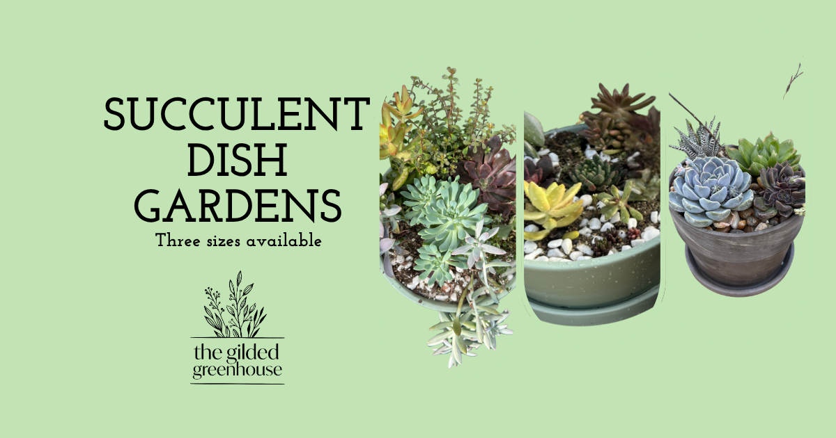 Succulent Dish Garden - LARGE