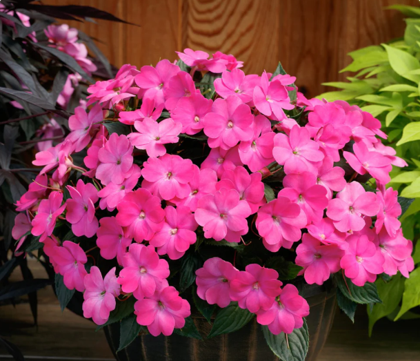Sunpatiens Hot Pink (5" orange pot)