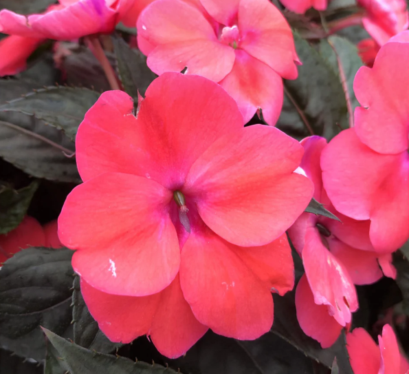 Sunpatiens Deep Rose (5" orange pot)