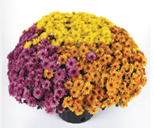 NEW! Tri-color 12" Mum