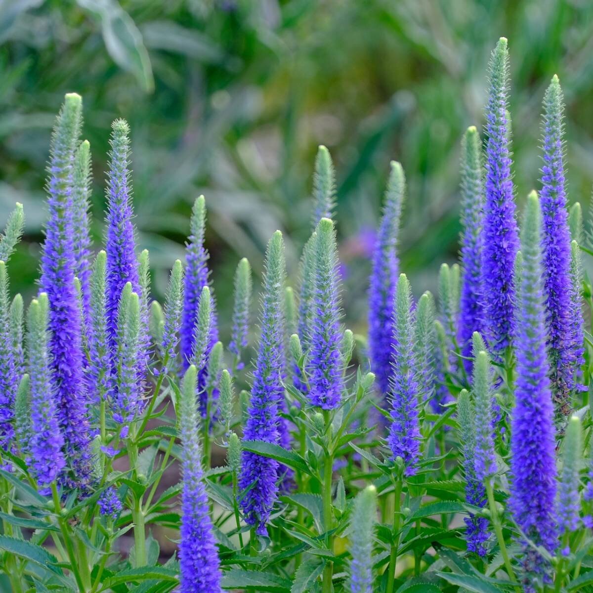 Veronica - Ulster Dwarf Blue