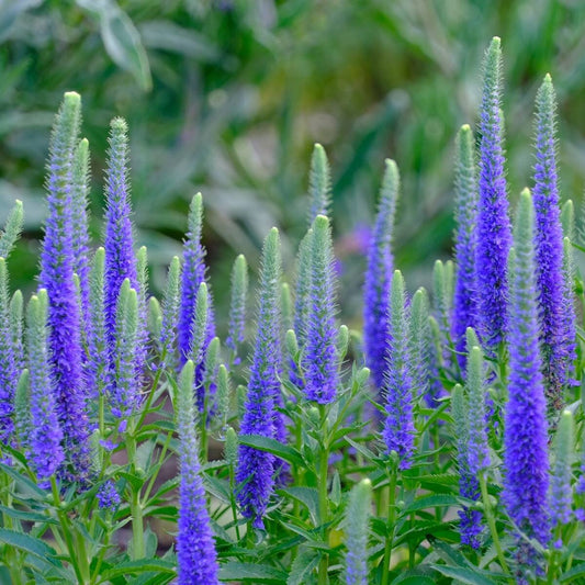 Veronica - Ulster Dwarf Blue