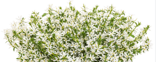 Scaveola (Fan Flower) White (5" orange pot)