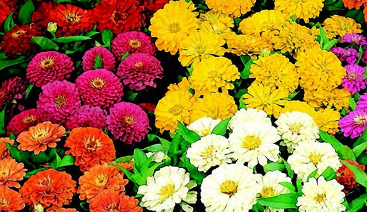 Zinnia Dreamland Mix (LARGE 6-pack)