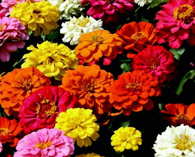 Zinnia State Fair Mix (LARGE 6-pack)