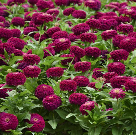 Zinnia Zesty Purple (LARGE 6-pack)